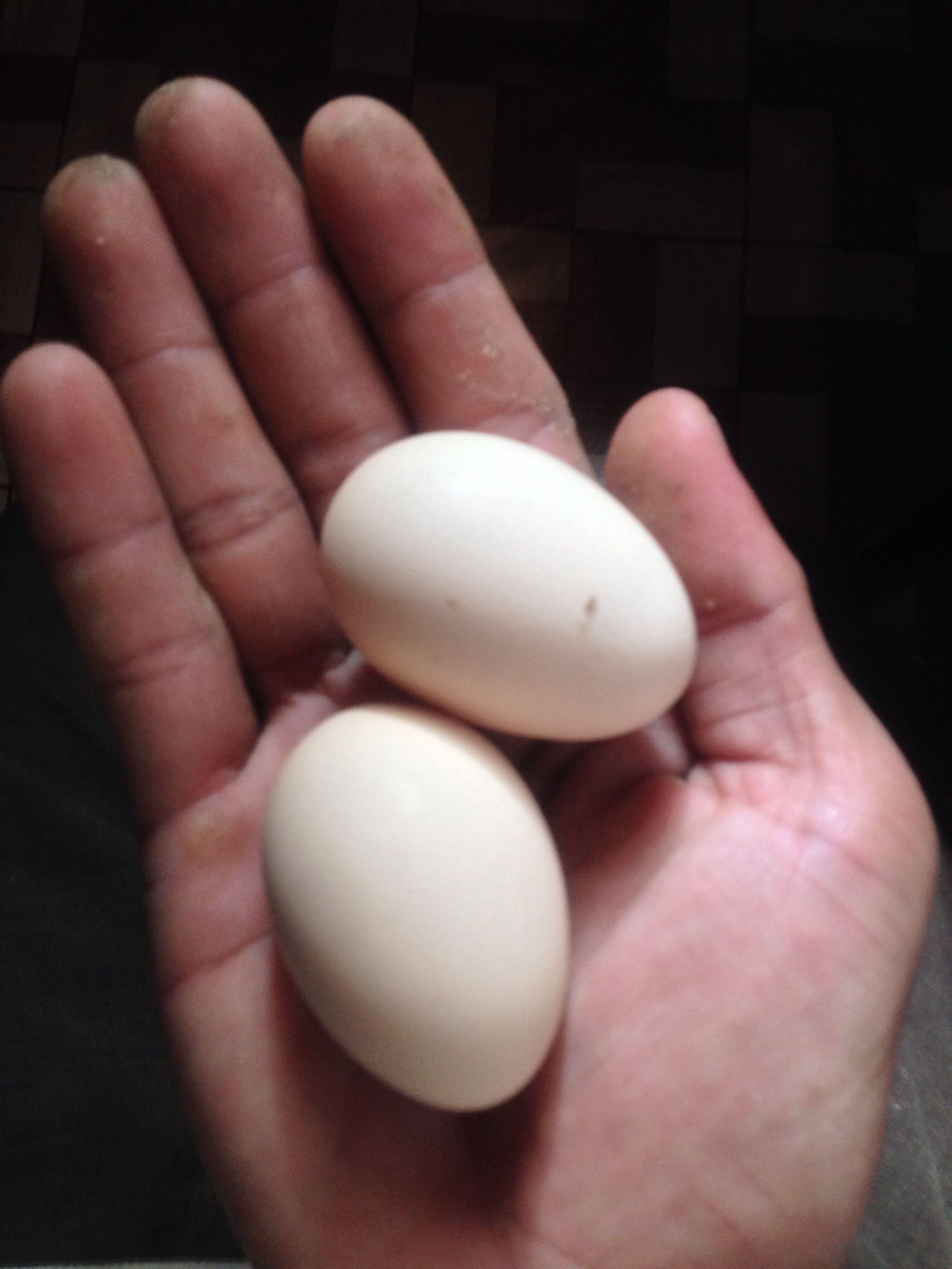 Manfaat telur kampung bagi pria